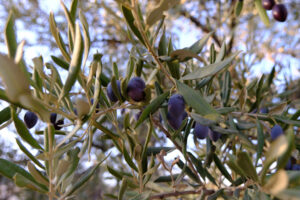 Ripe olives inside Bethlehem