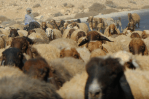 A flock of sheep walking